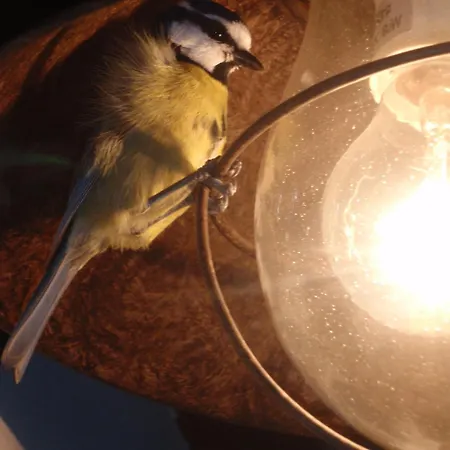 فندق Fonda De La Tea